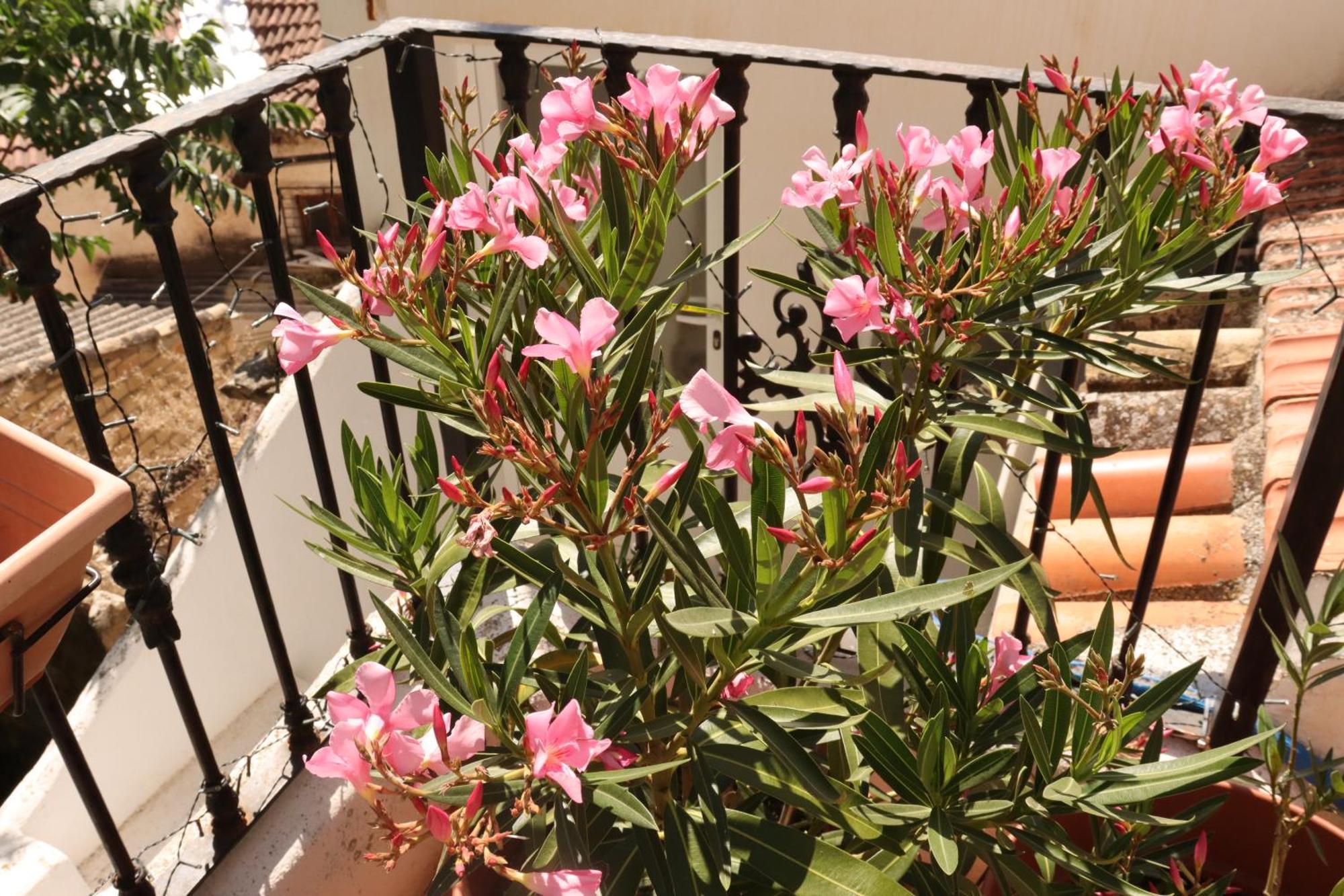 شقة Vista Terraza Illora المظهر الخارجي الصورة